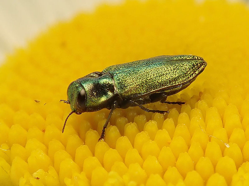 Buprestidae: maschio di Anthaxia fulgurans